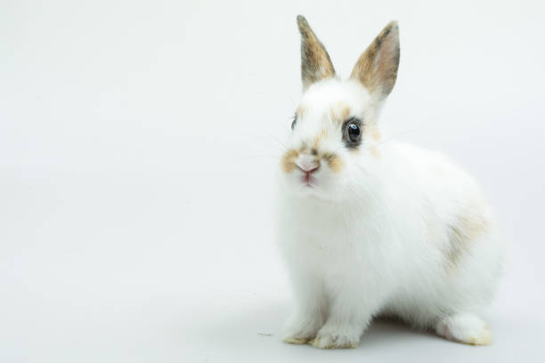 istock Baby of orange rabbit on white background 928337608