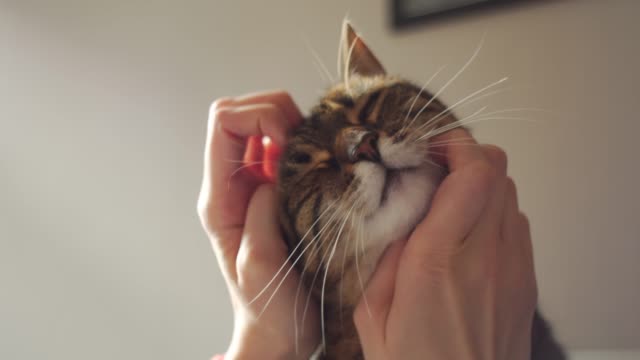Tabby Cat Getting Pet