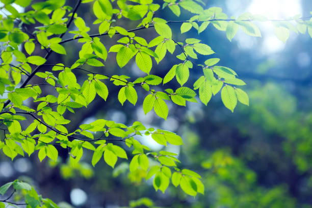 istock Green Leaves in a Forest 928344120