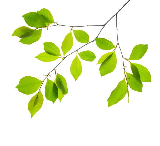 wiosenne liście - beech leaf leaf green close up zdjęcia i obrazy z banku zdjęć