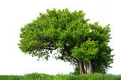istock Green Tree Isolated 928344602
