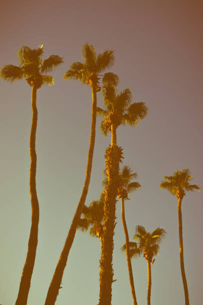 istock Tall Palm Trees in the California Desert at Sunset 928346740