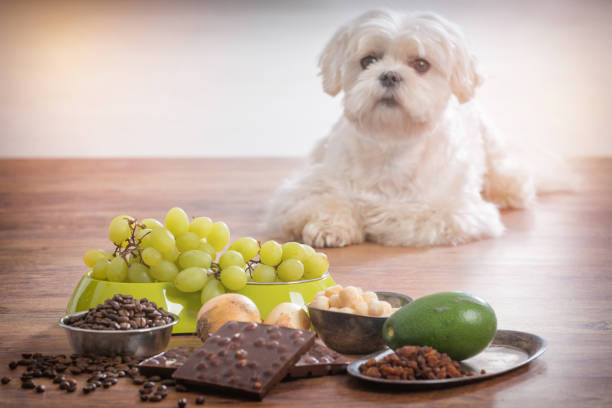 cagnolino e cibo tossico per lui - cane sugar foto e immagini stock