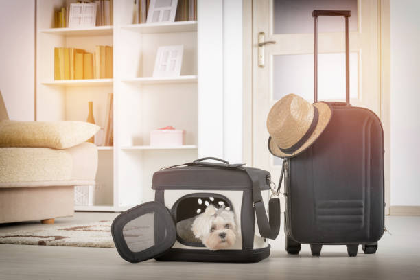 istock Dog sitting in his transporter 928347592