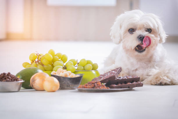 cagnolino e cibo tossico per lui - cane sugar foto e immagini stock