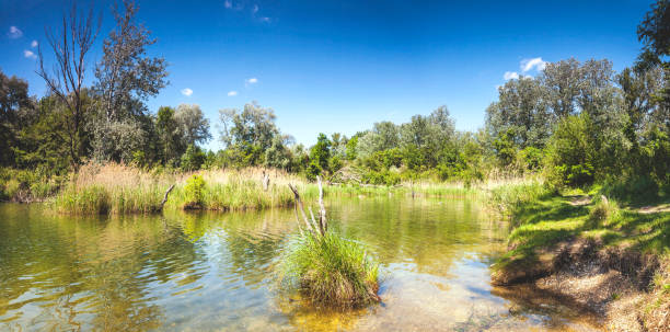 pond dechantlacke del parco nazionale del danubio auen vienna - riparian forest foto e immagini stock