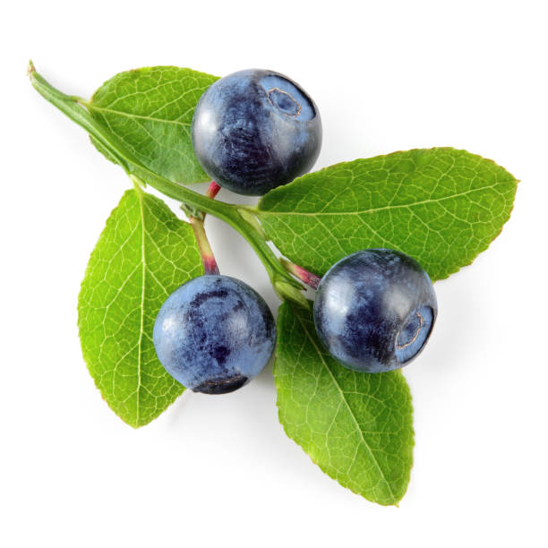 istock Blueberry plant isolated. Blueberries and leaves on white background. 928348620