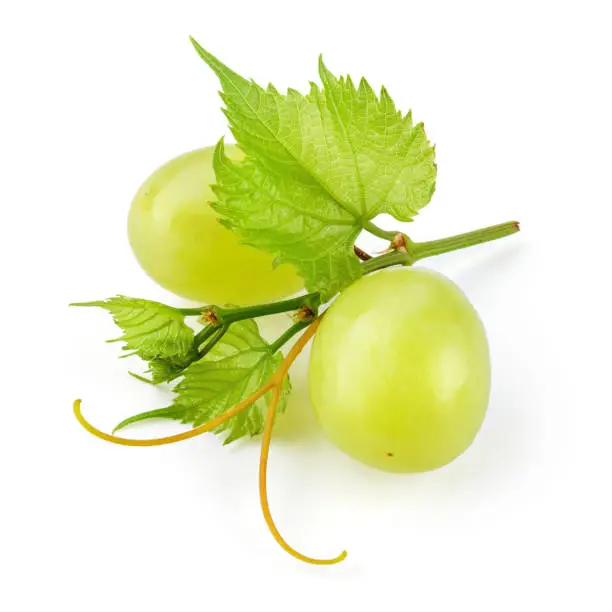 Photo of Green grape. Two grape berries with leaves and tendrils isolated on white. Full depth of field.