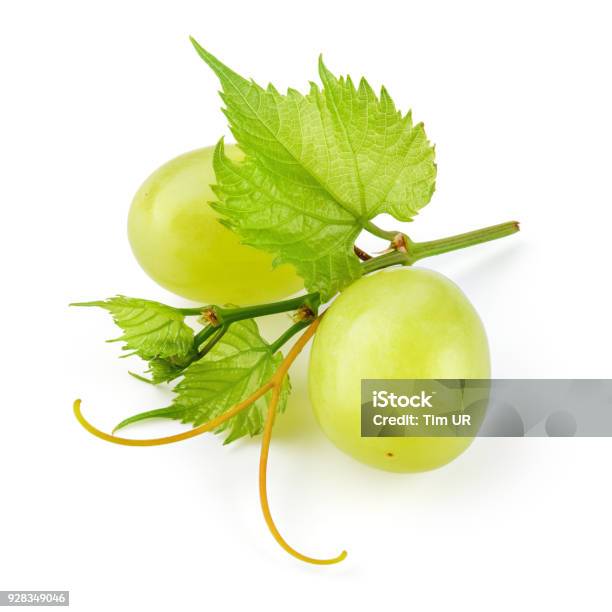 Green Grape Two Grape Berries With Leaves And Tendrils Isolated On White Full Depth Of Field - Fotografias de stock e mais imagens de Uva