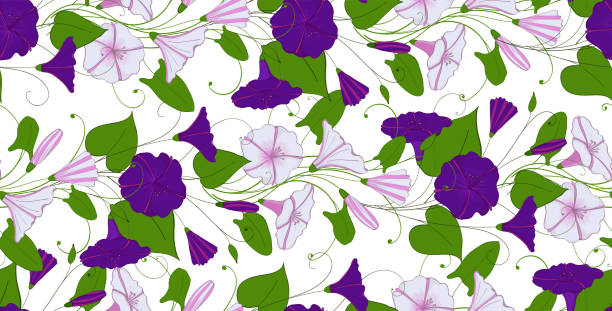 elegante blumenkarte convolvulus. musterdesign zarte blume ackerwinde. trichterwinde endlose weibliche ornament. - blossom florescence flower wallpaper pattern stock-grafiken, -clipart, -cartoons und -symbole