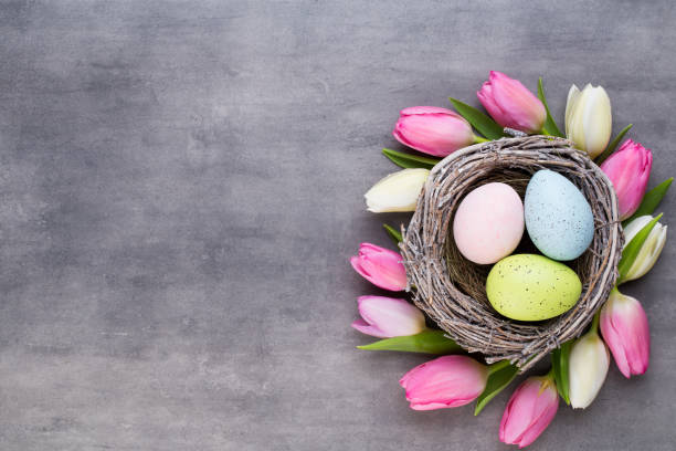 istock Pink tulip with pink eggs nest on a gray background. Easter greetings card. 928351550