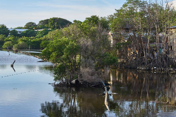 istock Lake with mangrove trees in Boracay island, Philippines 928353168