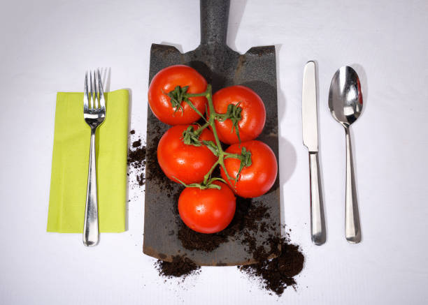 istock Fresh organic kitchen garden tomatoes on spade, cutlery and tablecloth 928360386