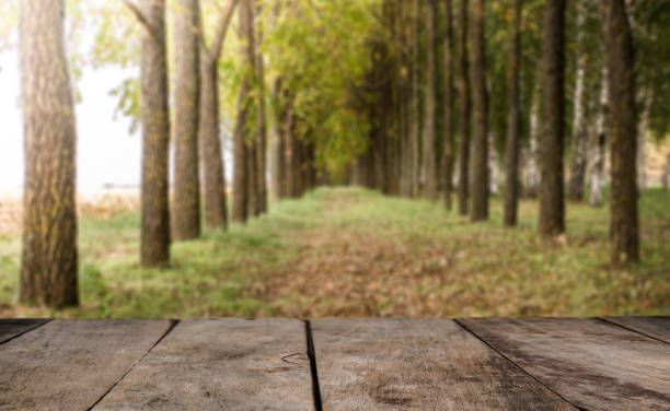 istock Empty perspective wood over blurred trees with bokeh background 928369394