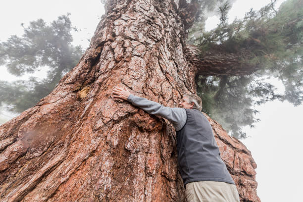 istock Man hugging Pino Gordo Pine Tree in Tenerife 928376394