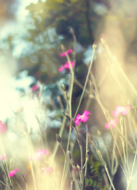 istock vintage wild flowers 928381870