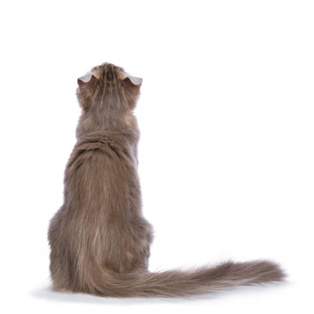 Lilac blotched tabby American Curl cat / kitten sitting backwards isolated on white background looking up