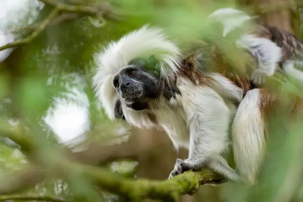 Cotton top Tamarin family. Female with baby on a tree branch