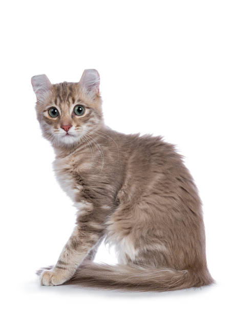 istock Lilac blotched tabby American Curl cat / kitten sitting side ways looking shy to the camera isolated on white background 928384236