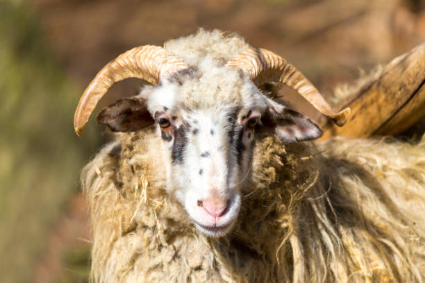 istock ram or rammer, male of sheep 928384412