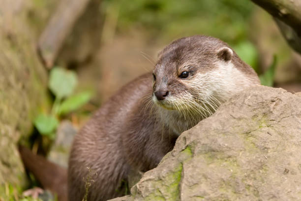 istock animal European otter (Lutra lutra) 928384474
