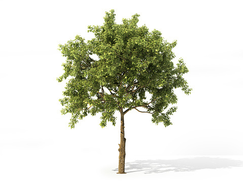 Árbol de manzana realista lleno de hojas aisladas sobre un fondo blanco. Ilustración 3D photo