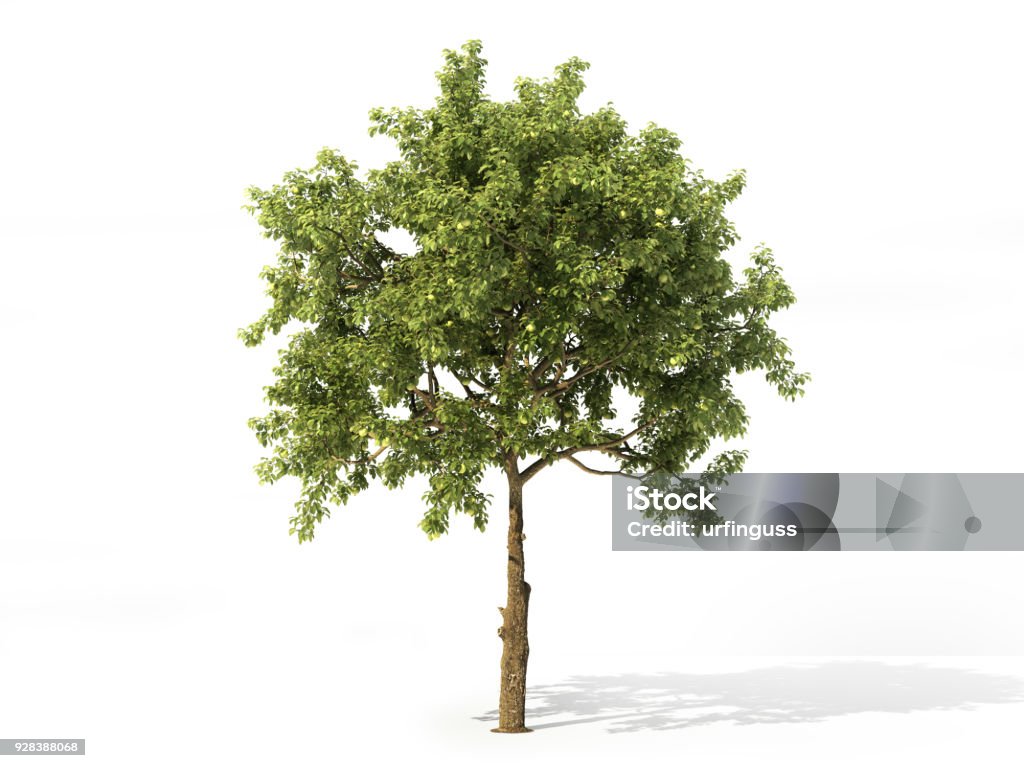 Árbol de manzana realista lleno de hojas aisladas sobre un fondo blanco. Ilustración 3D - Foto de stock de Árbol libre de derechos
