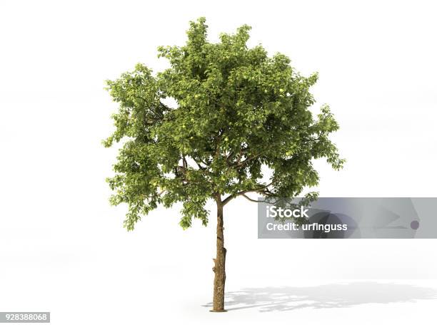 Árbol De Manzana Realista Lleno De Hojas Aisladas Sobre Un Fondo Blanco Ilustración 3d Foto de stock y más banco de imágenes de Árbol