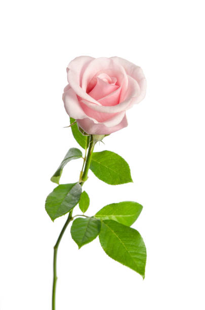 istock beautiful single pink rose isolated on white background 928391560