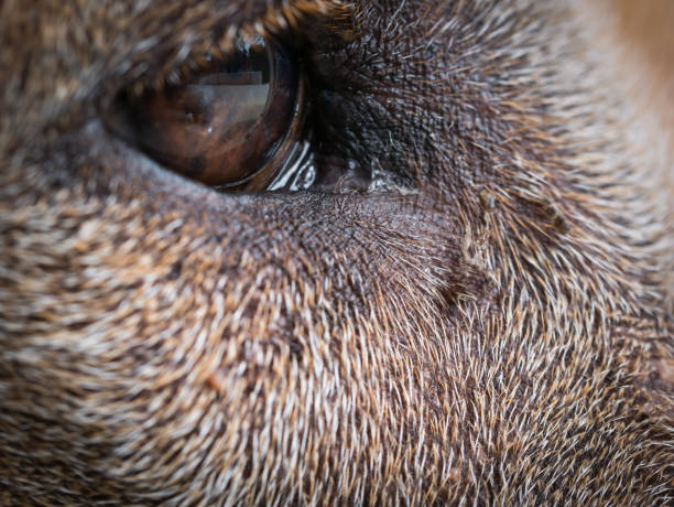 istock The Expression Eye of The Brown Dog 928395238