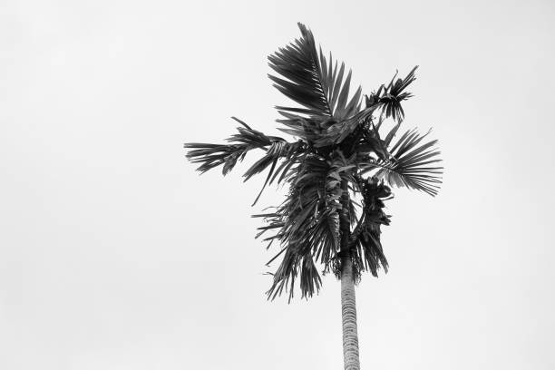 istock palm trees with in black and white, bottom view 928395254