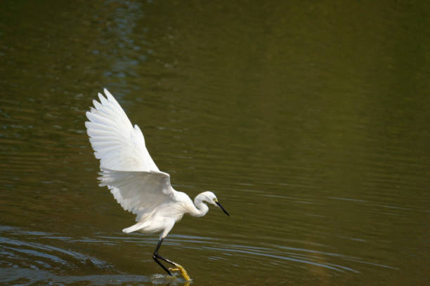 garça branca bird - egret great egret animals and pets white bird - fotografias e filmes do acervo