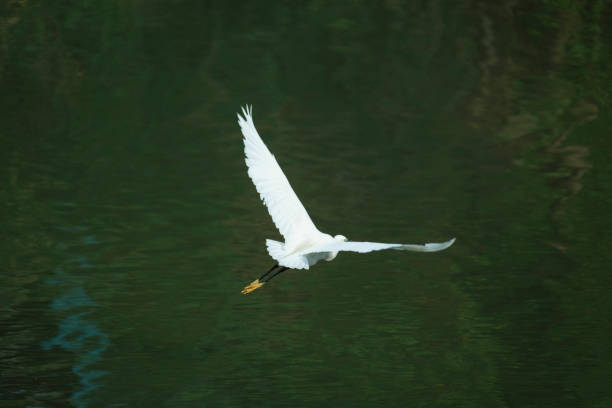 garça branca bird - egret great egret animals and pets white bird - fotografias e filmes do acervo