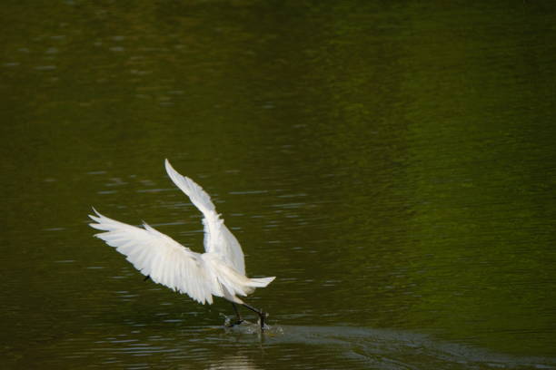 garça branca bird - egret great egret animals and pets white bird - fotografias e filmes do acervo