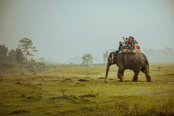 Elephant carrying tourists walking in misty morning, Nepal 'Chitwan, Nepal - November 25, 2016: Elephant is carrying tourists walking in a misty morning in Chitwan National Park, Nepal. chitwan national park photos stock pictures, royalty-free photos & images