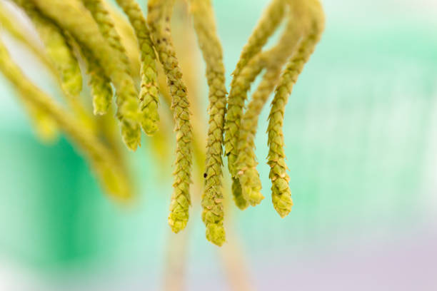 Lycopodium and Selaginella have vascular bundles for the transport of water, for education in Lab. Lycopodium and Selaginella have vascular bundles for the transport of water, for education in Lab. lycopodiaceae stock pictures, royalty-free photos & images