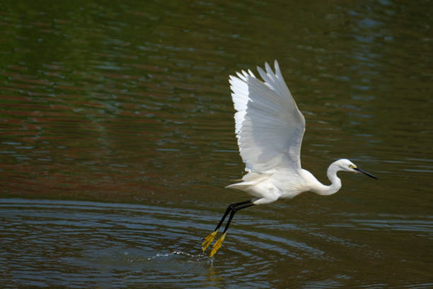 garça branca bird - egret great egret animals and pets white bird - fotografias e filmes do acervo