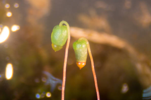sporophyte of moss for education in Lab. sporophyte of moss for education in Lab. autotroph stock pictures, royalty-free photos & images
