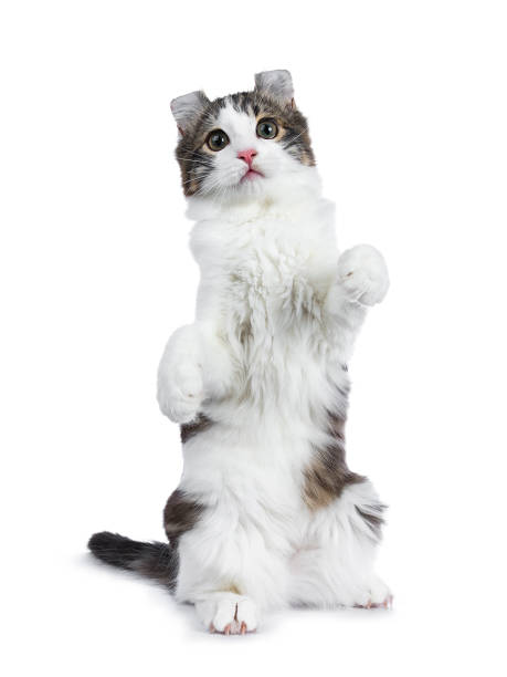 istock Black tabby with white American Curl cat / kitten 928400714