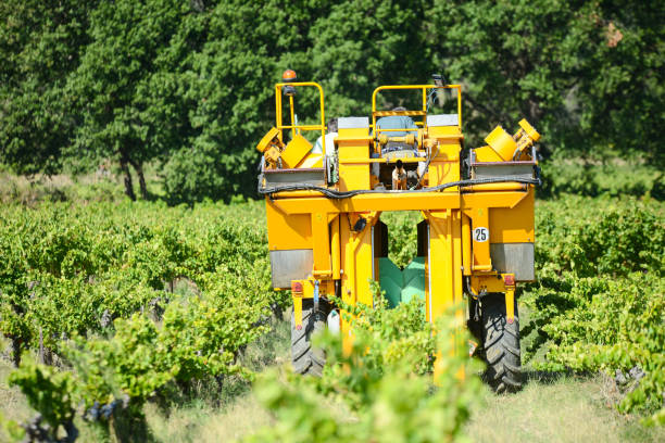 winogrona zbierające mechaniczny pojazd maszynowy w winnicy podczas sezonu zbiorów wina - agriculture purple vine grape leaf zdjęcia i obrazy z banku zdjęć