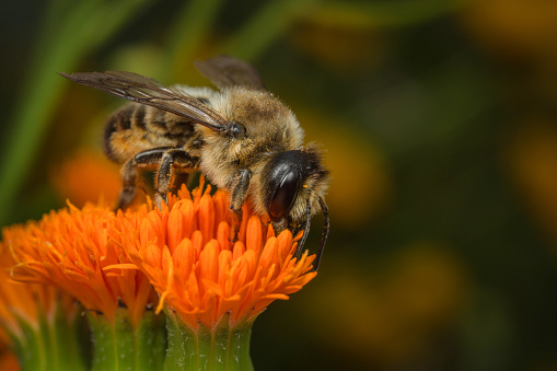 Bee on flower.,
