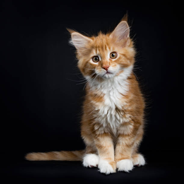istock Red tabby with white Maine Coon cat / kitten 928404906