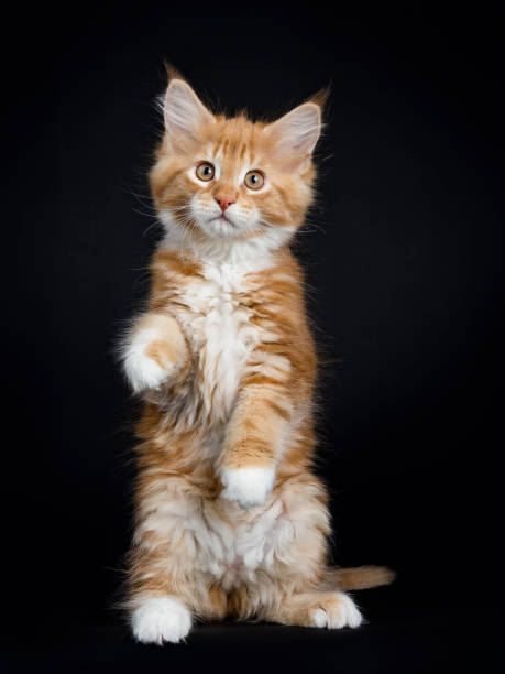 istock Red tabby with white Maine Coon cat / kitten 928404912