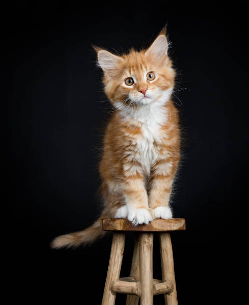 istock Red tabby with white Maine Coon cat / kitten 928404934