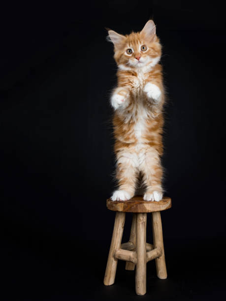 Red tabby with white Maine Coon cat / kitten