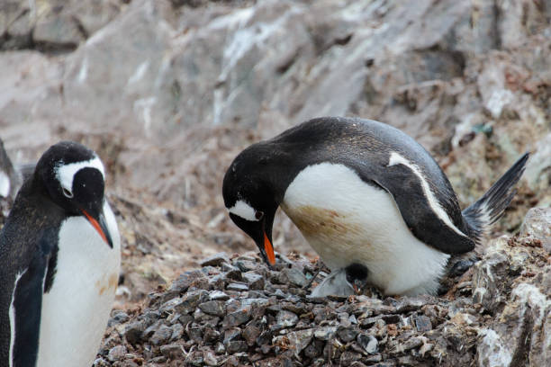 istock Gentoo penguin with chicks in nest 928405058