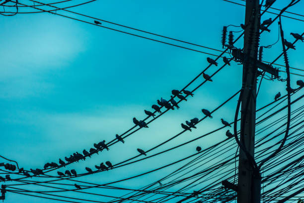 istock Electricity station. Close up high voltage power lines at sunset. 928407320