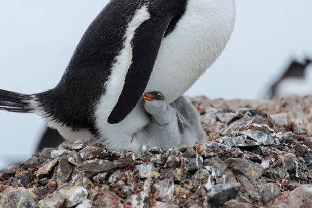 istock Gentoo penguin's chicks in nest 928410486