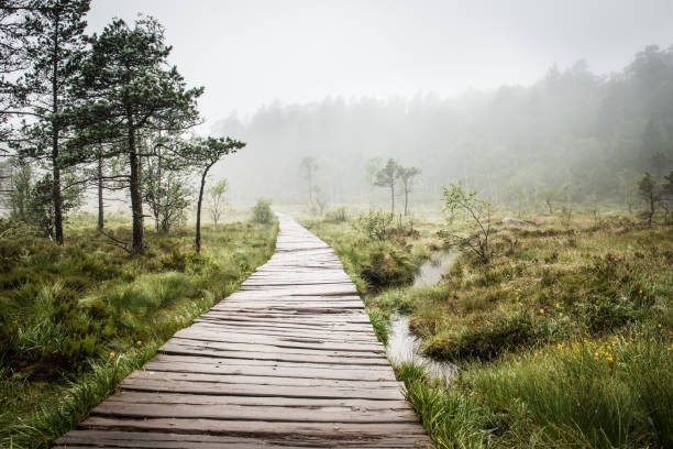 istock Swamp wooden path walkway to Trolltunga Norway 928415150
