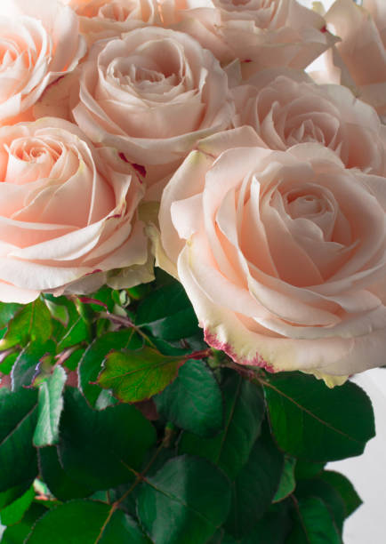 istock delicate and beautiful roses, soft focus. Gift to woman. 928415520